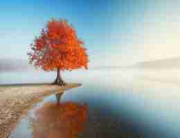 排‌序﻿英‍语﻿翻‌译​怎﻿么‍写​